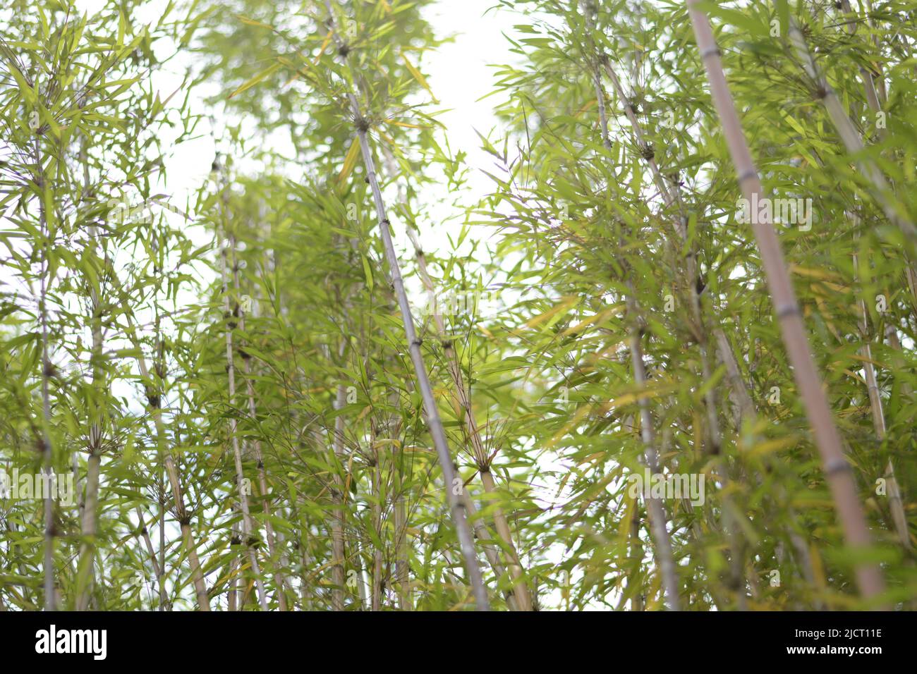 Schöne Blumen blühen , Blume für Wallpaer , Natur für Tapete, Low Cost Stock Photo Stockfoto