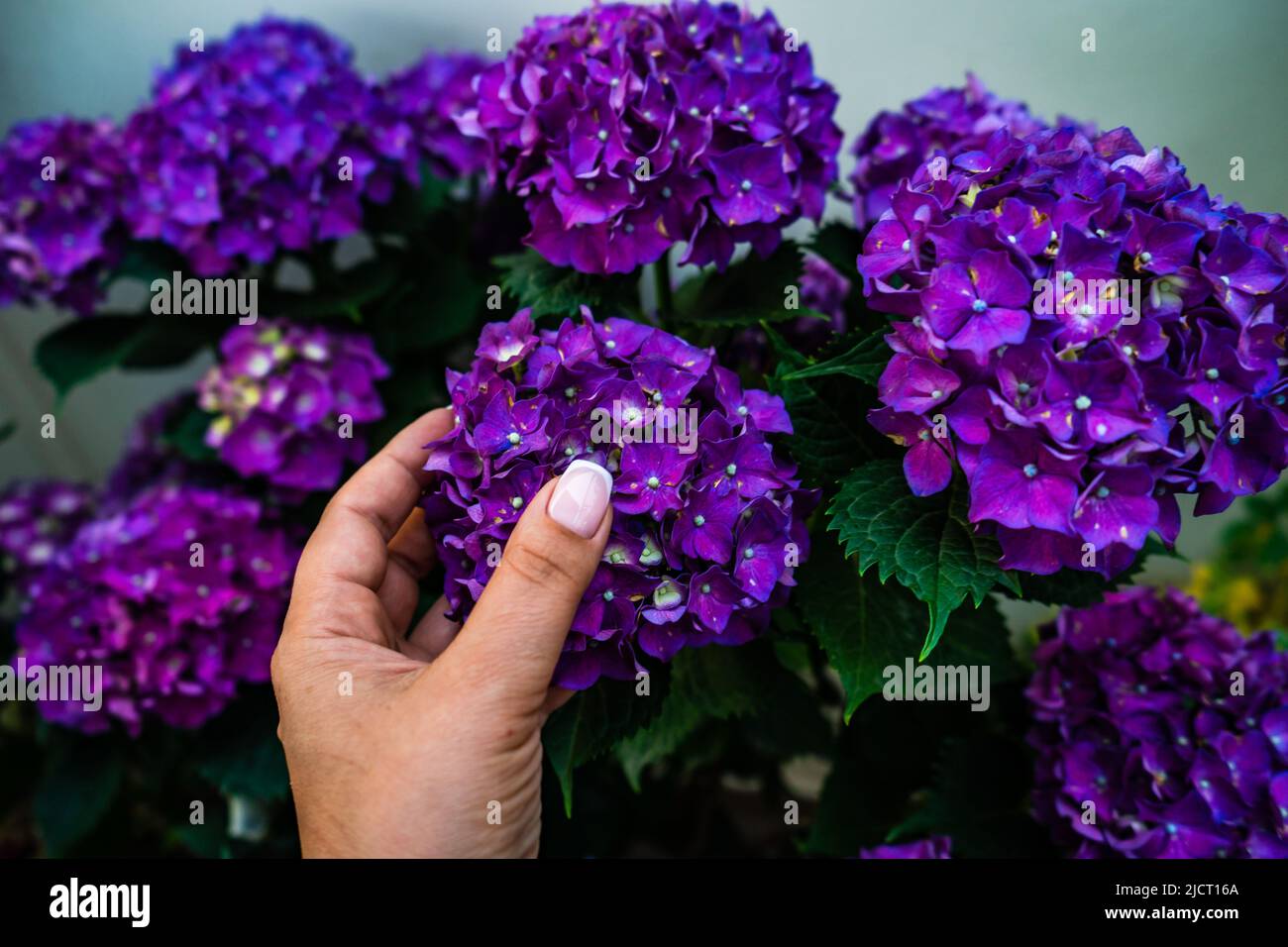 Blühende lila Hortensien Pflanze im Garten Stockfoto