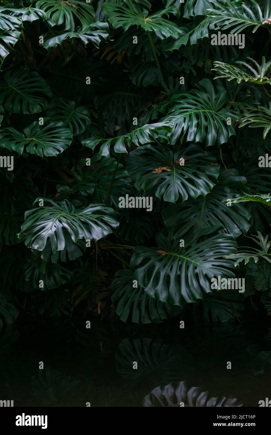 Monstera schatten -Fotos und -Bildmaterial in hoher Auflsung  Alamy