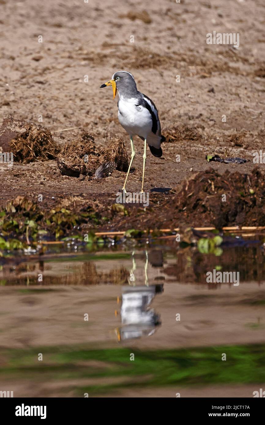 Weißkopfkiebitz am Chobe River Botswana Stockfoto