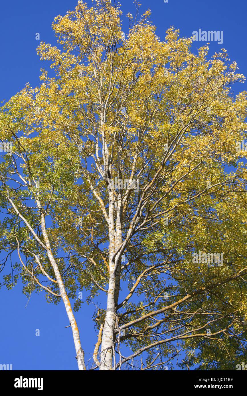 Ein hoher Espenbaum vor dem Hintergrund eines klaren blauen Himmels. Vergilbte Herbstblätter auf Espenzweigen. Stockfoto