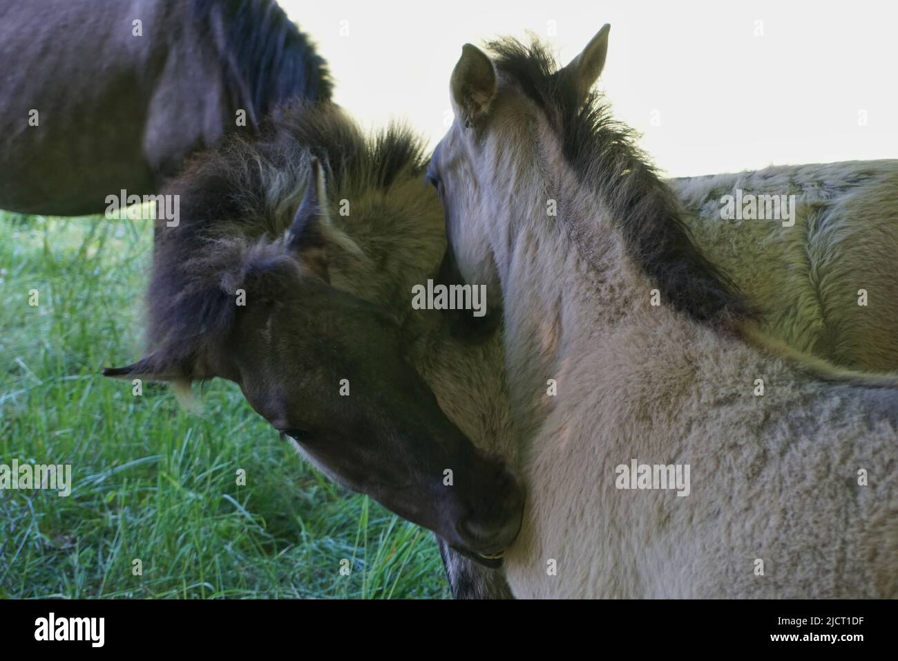 Polnisches konik pferd -Fotos und -Bildmaterial in hoher Auflösung – Alamy