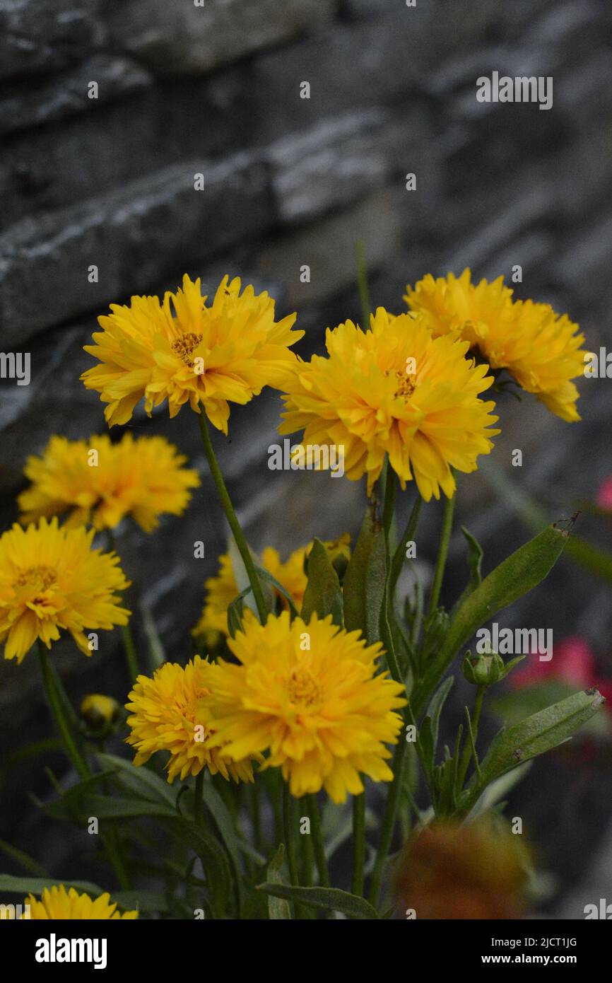 Schöne Blumen blühen , Blume für Wallpaer , Natur für Tapete, Low Cost Stock Photo Stockfoto