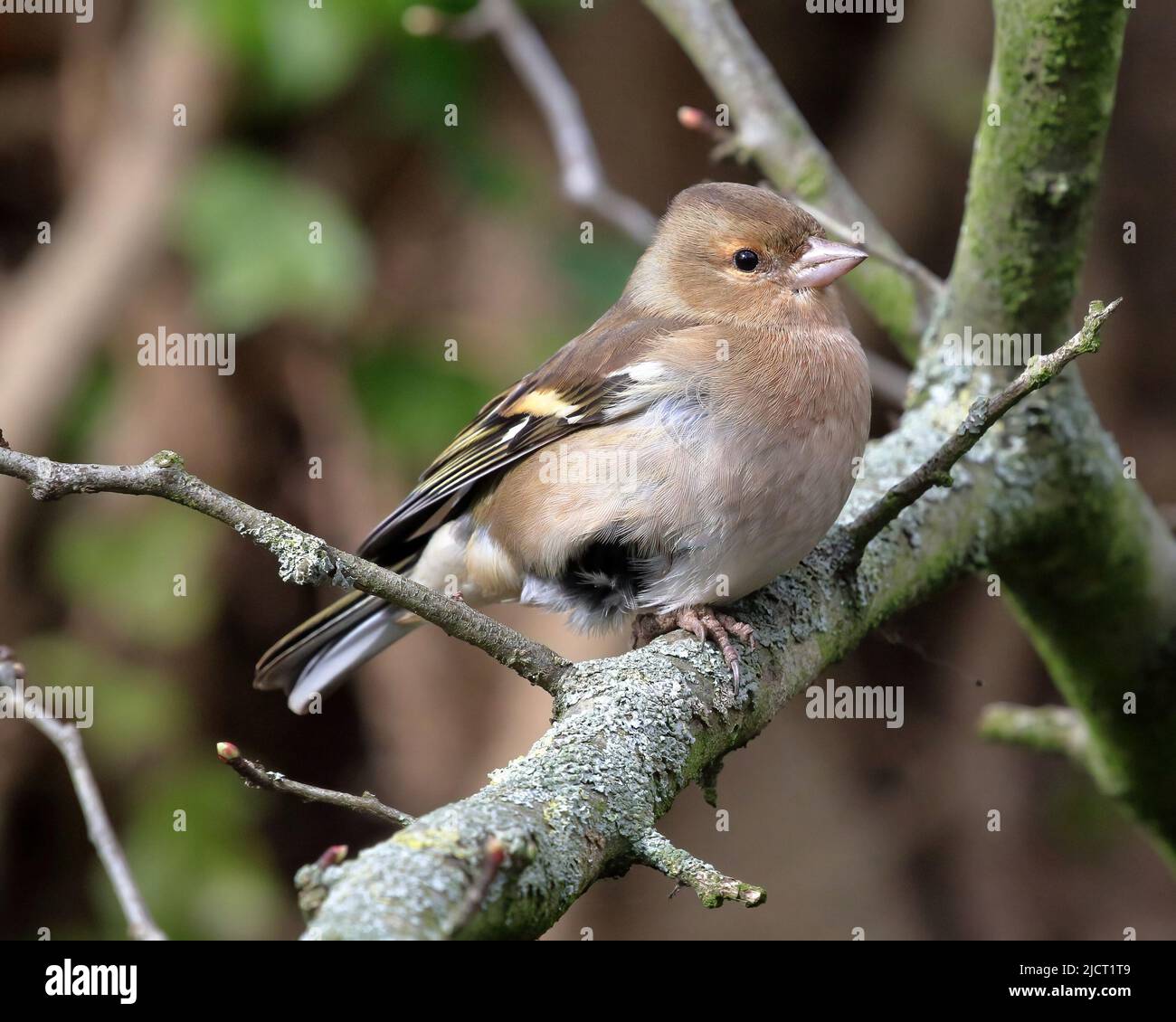 Gemeiner Chaffinch (Fringilla coelebs) weiblich. Stockfoto