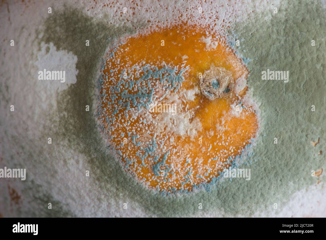 Weißer, grüner und blauer Schimmel verschlingt eine Orange, die nicht richtig gelagert wurde. Stockfoto