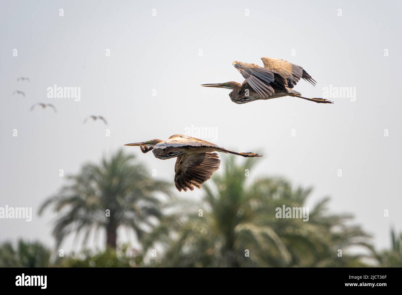 Zwei Blaureiher im Flug über Palmen mit vier weiteren in der Ferne am Nilufer Stockfoto