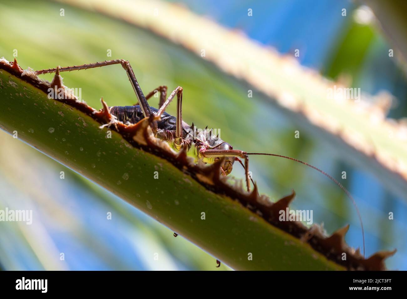 Nahaufnahme des Acanthoplus discoidalis Cricket auf dem Kaktus Stockfoto