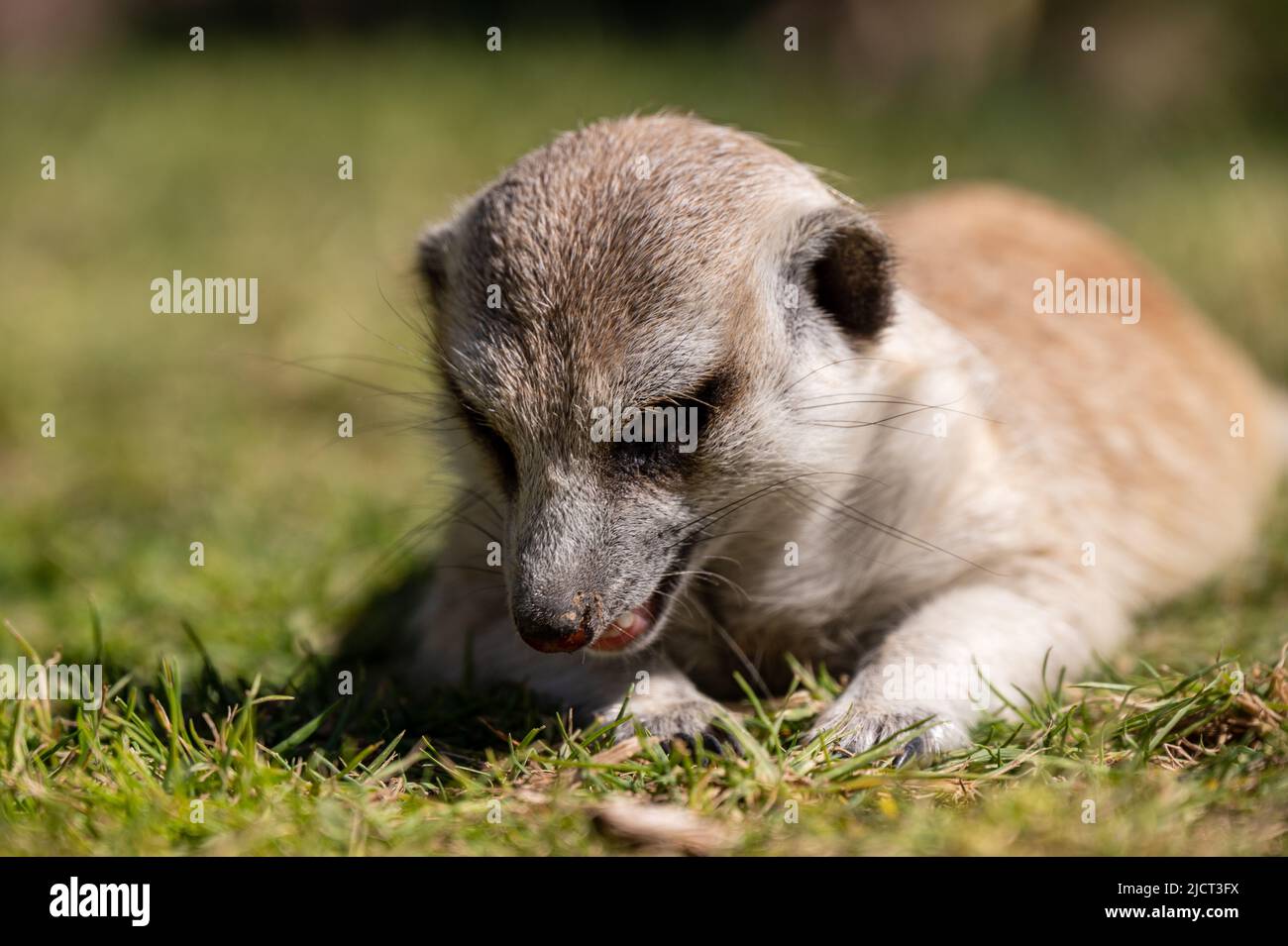 Ein Erdmännchen, der auf grünem Gras liegt und nach etwas sucht Stockfoto