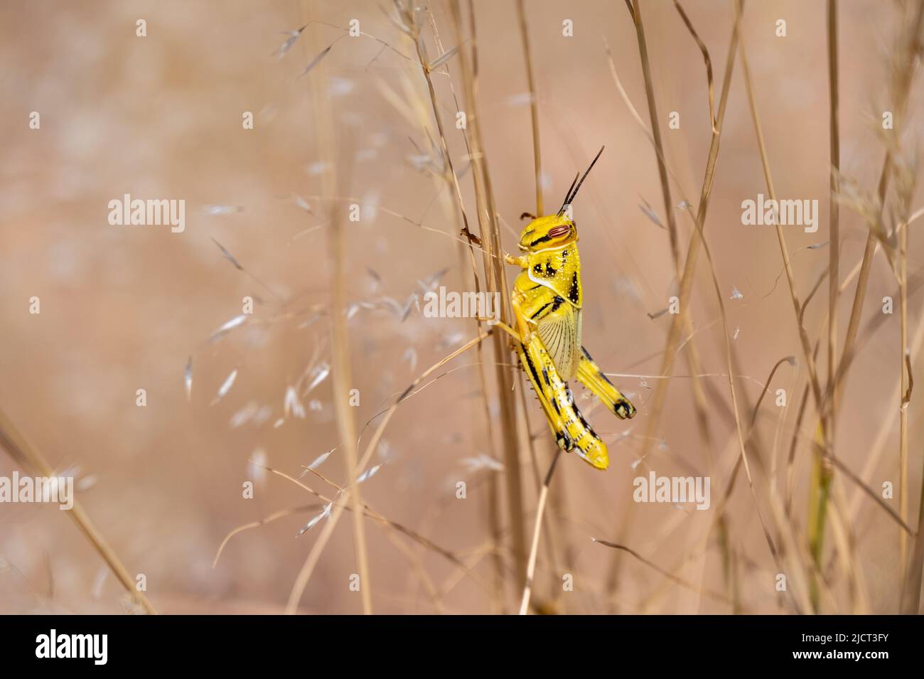 Gelbe Heuschrecke auf einem Grashalm Stockfoto