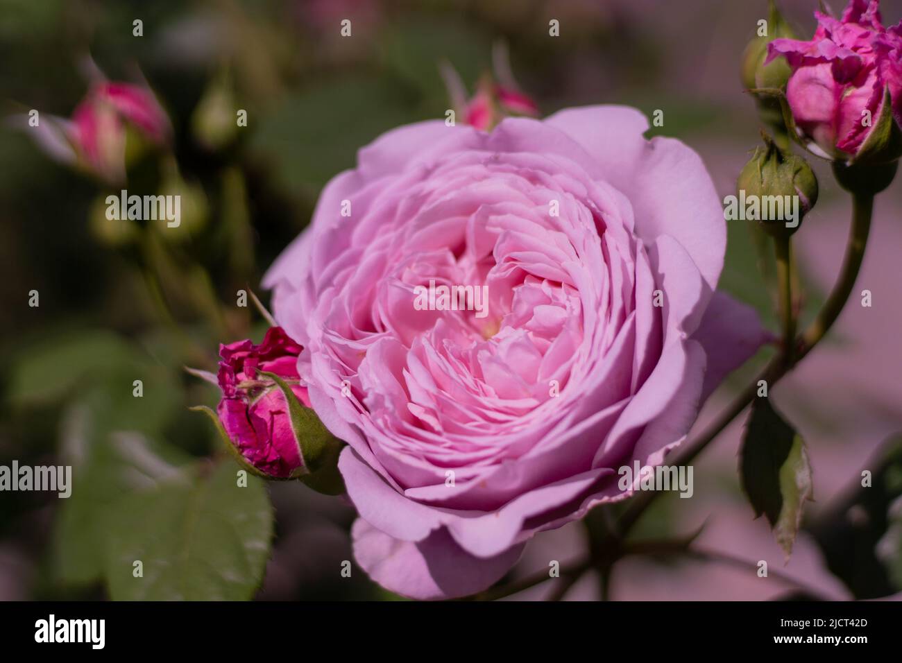 Blühende Rosenblüte. Sommerblumen aus nächster Nähe. Floraler Hintergrund. Natur im Blumenbeet. Gartenarbeit. Rosenblüten im Garten. Rosa rosa Farbe. Stockfoto