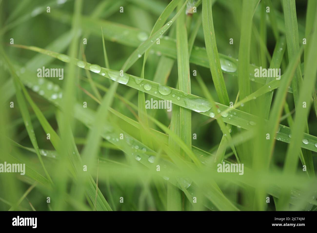 Mountain Province, Philippinen: Horizontale Makroaufnahme von Regentropfen auf grünen Grashalmen für Inhalte, Hintergründe und Kopierflächen mit Naturmotiven. Stockfoto
