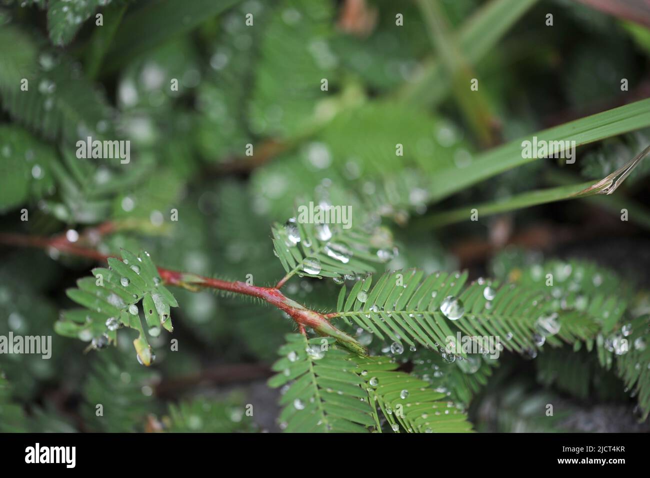 Mountain Province, Philippinen: Nahaufnahme einer Touch-Me-Not ('Mimosa pudica') mit Regentropfen. Schüchterne, verschlafeinfühlige Pflanze, die sich bei Berührung schließt. Stockfoto