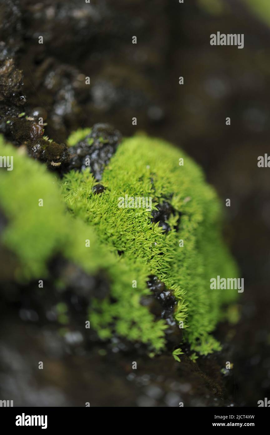 Mountain Province, Philippinen: Nahaufnahme von Dicranoweisia cirrata auf einem Felsen. Acrocarpöses Moos, das in gelb-grünen Büscheln wächst. Stockfoto