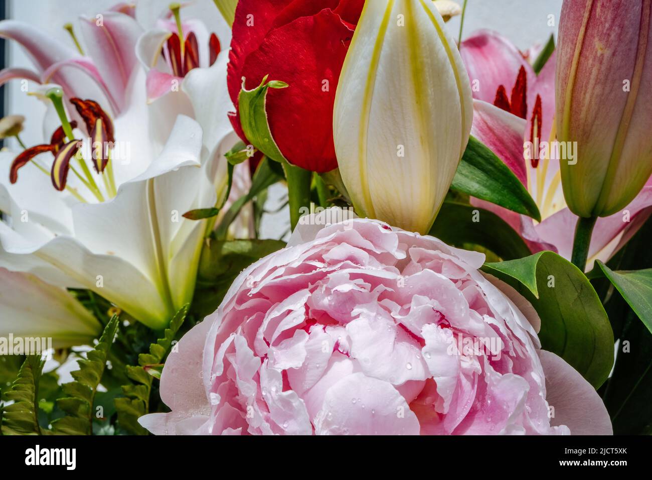 Nahaufnahme von bunten Bouquet - rosa Pfingstrosen, lila und weißen Lilienblumen, rote Rosen. Hochwertige Fotos Stockfoto