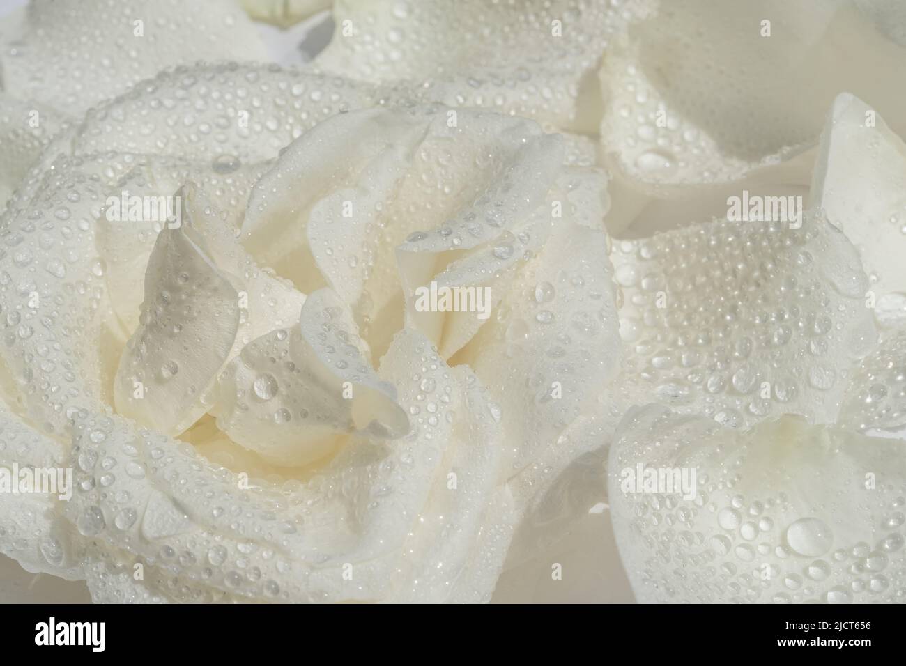 Weiße Rosenblüte mit Wassertropfen auf hellem Hintergrund. Makrofotografie. Fotos in hoher Qualität Stockfoto