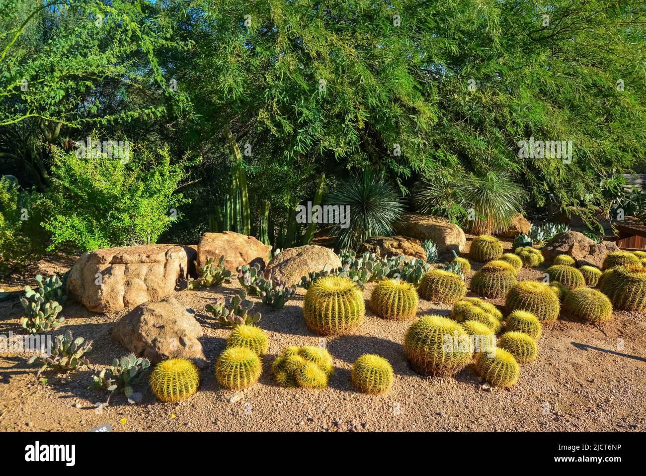 USA, PHENIX, ARIZONA - 17. NOVEMBER 2019: Eine Gruppe von Sukkulenten Agaven- und Opuntia-Kakteen im botanischen Garten von Phoenix, Arizona, USA Stockfoto