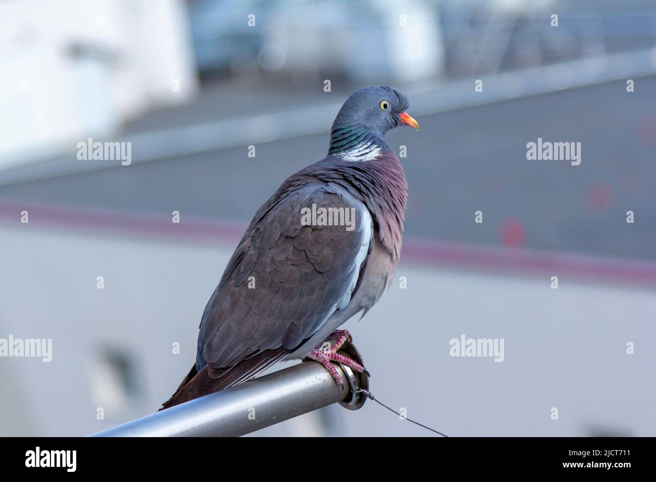Nahaufnahme Grautaube - Columba Palumbus mit rotem Schnabel, farbenfroher Feder und wütenden Augen Stockfoto