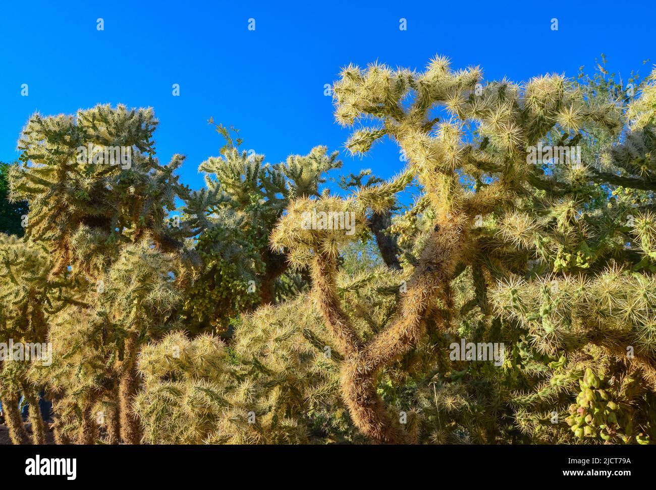 Kaktus. Cane Chola Cylindropuntia spinosior auf einem Hintergrund des blauen Himmels. Arizona, USA Stockfoto