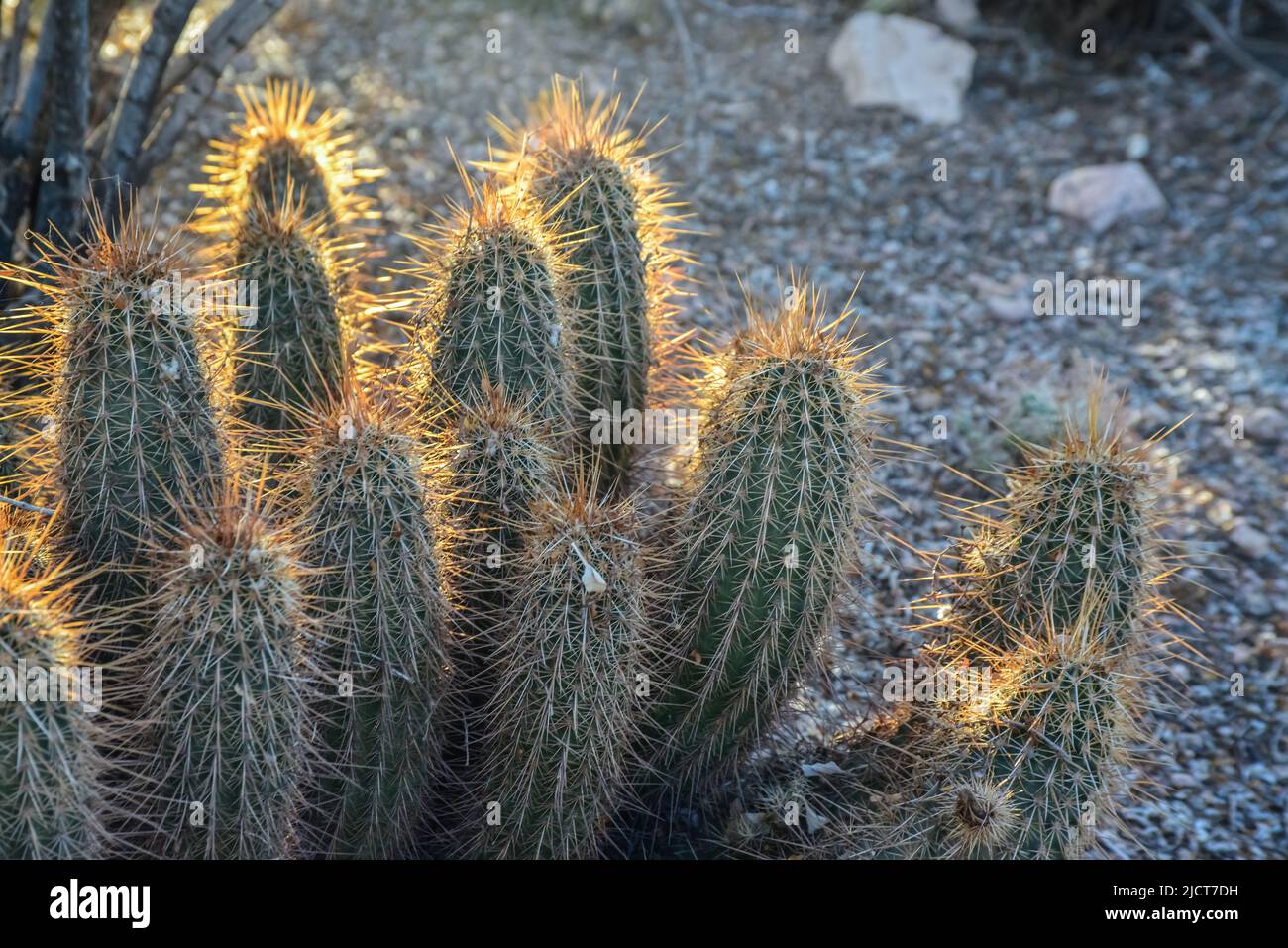 Großer Mehrstielkaktus Echinocereus sp., Arizona, USA Stockfoto