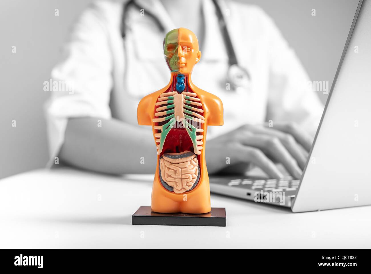 Untersuchung von 3D menschlichen Modellen mit inneren Organen. Medizinisches Online-Check-up-Konzept. Hochwertige Fotos Stockfoto
