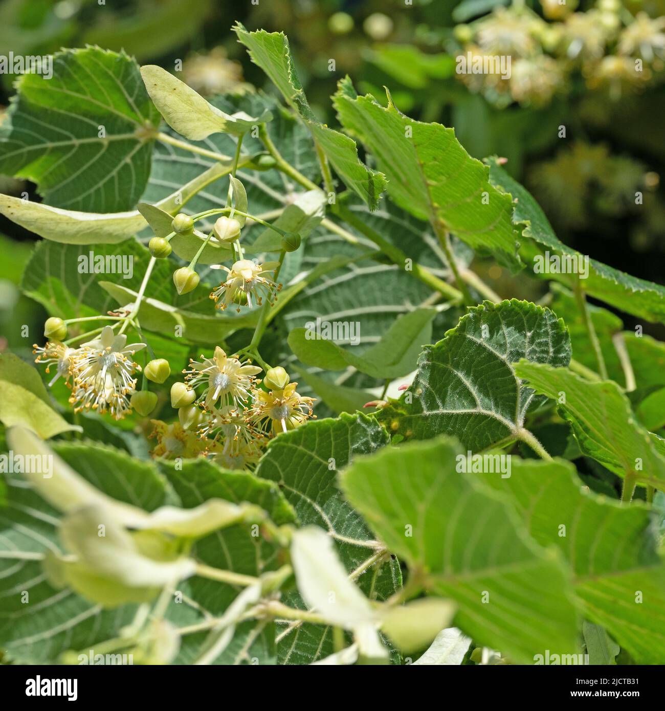 Blühende Sommerlinden, Tilia platyphyllos, Nahaufnahme Stockfoto