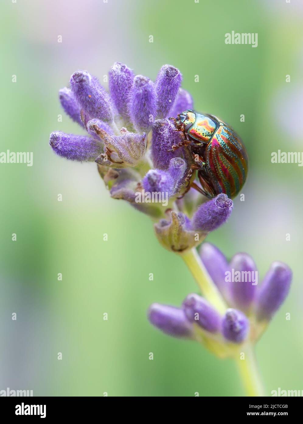 Ein Makrobild eines Regenbogen-Blatt-Käfer mit farbenfroher und schillernder Schale auf einer Lavendelblüte in einem britischen Garten Stockfoto