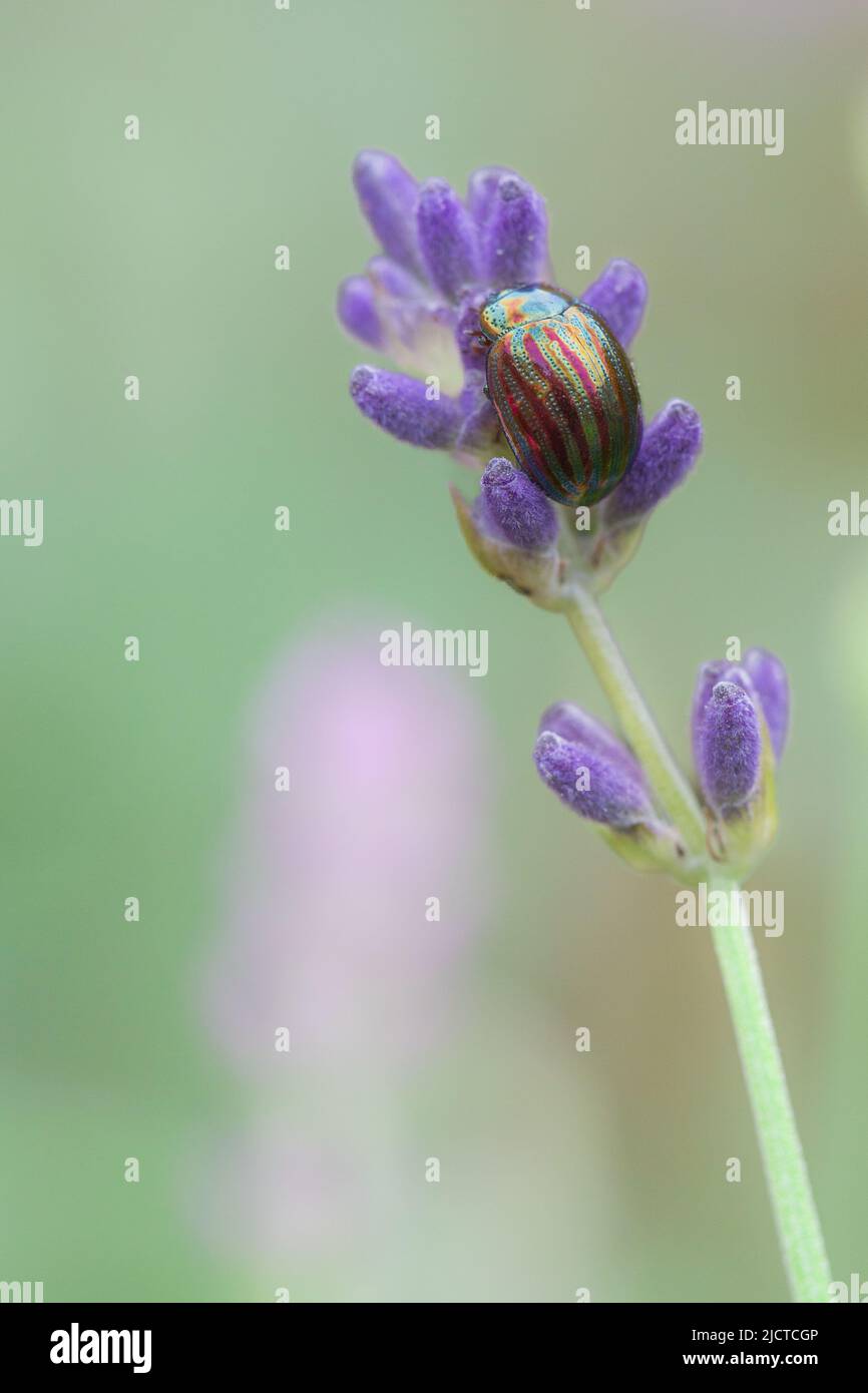 Ein Makrobild eines Regenbogen-Blatt-Käfer mit farbenfroher und schillernder Schale auf einer Lavendelblüte in einem britischen Garten Stockfoto