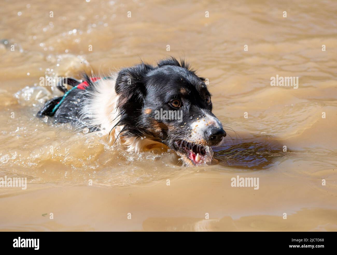 Border Collie Hund trinkt schmutziges Wasser beim Schwimmen Stockfoto