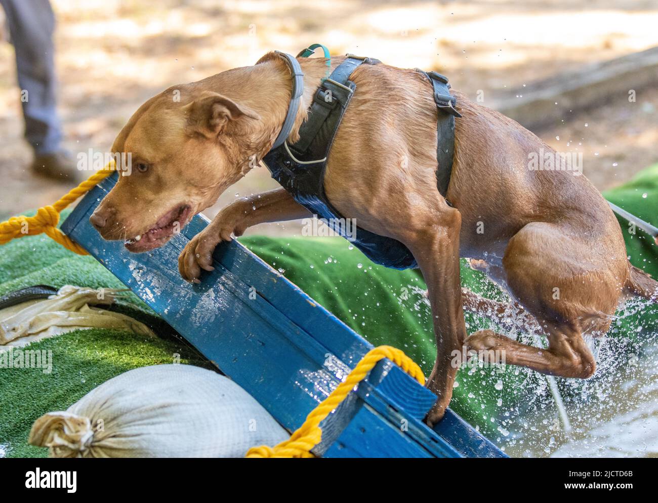 Hund an der Spitze einer Rampe, der aus einem Schwimmloch kommt Stockfoto