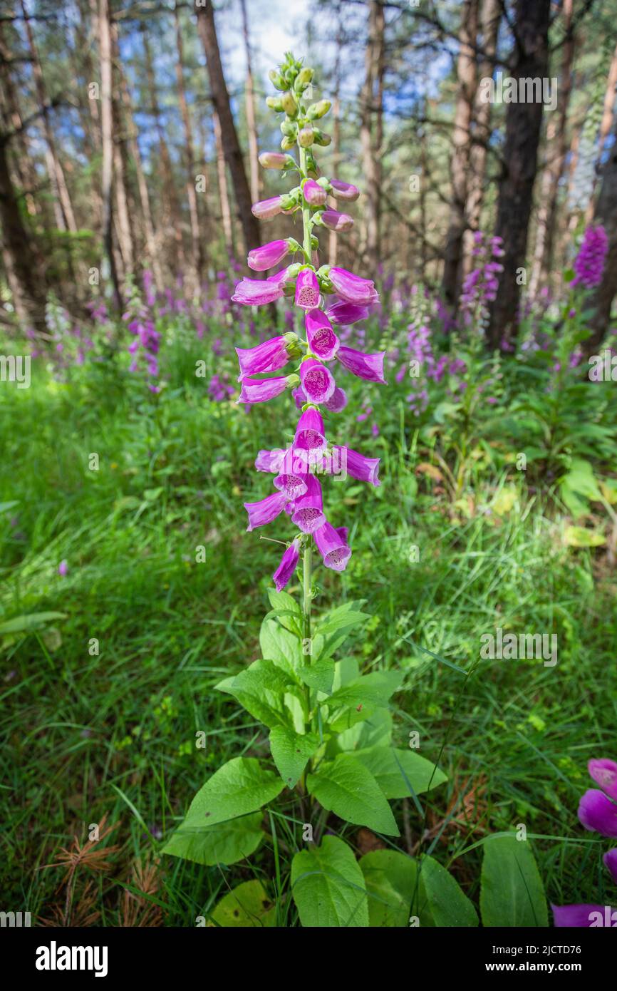 Nahaufnahme eines lila blühenden botanischen Foxglove, Digitalis purpurea, im Sonnenlicht zwischen Nadelbäumen in einem Nadelwald Stockfoto