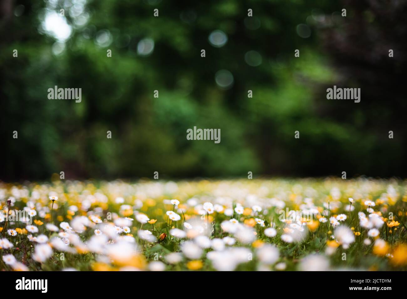 Weiße und gelbe Blüten in der Nähe des Frühlingswaldes. Waldwiese mit Blütenblumen bedeckt. Natürliche Schönheit Hintergrund Stockfoto