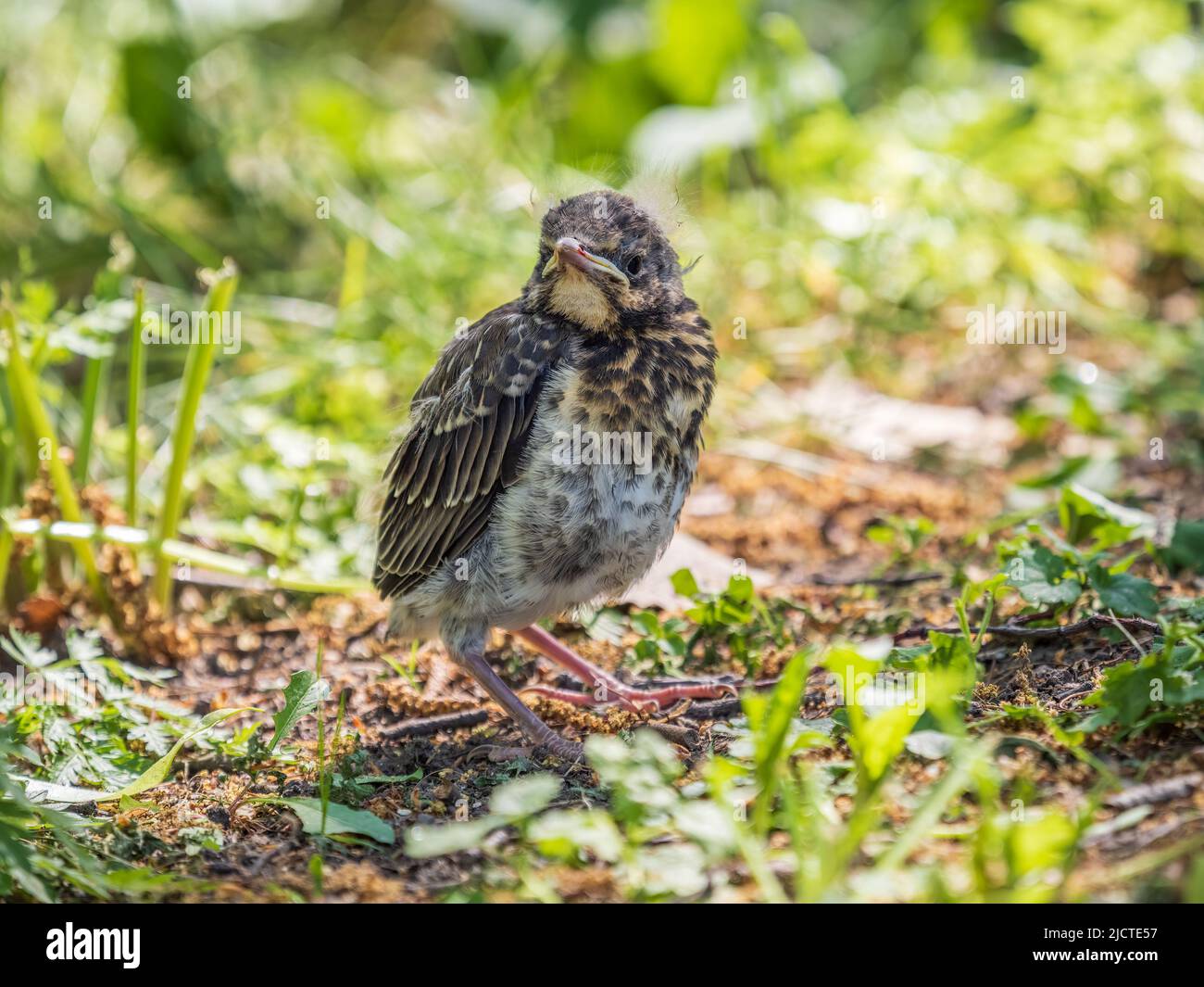 Ein Feldfeilchen, Turdus pilaris, hat das Nest verlassen und sitzt auf dem Frühlingsrasen. Ein Feldfare Küken sitzt auf dem Boden und wartet auf Nahrung von seinem Stockfoto