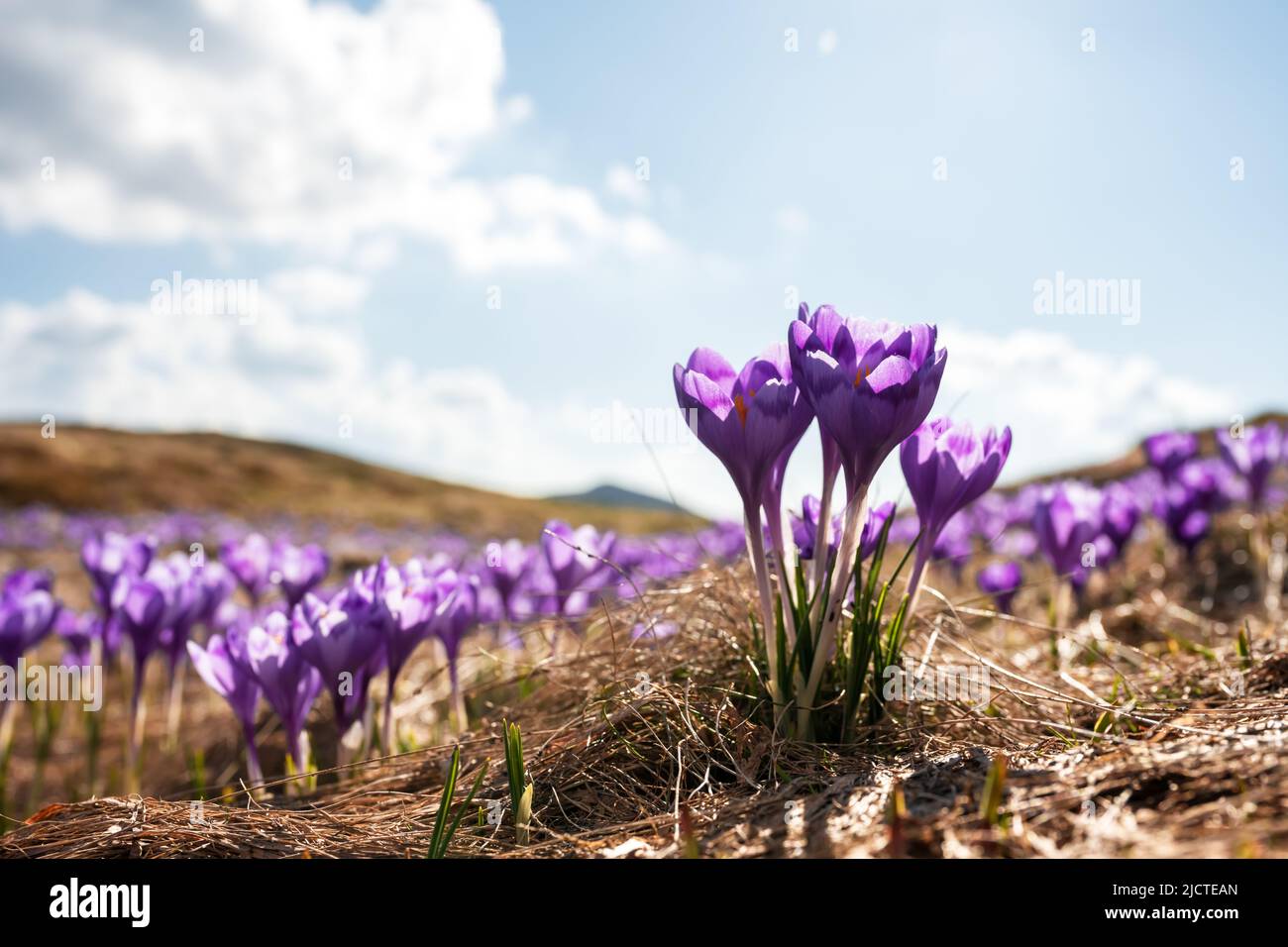 Krokus blüht auf den Bergen der ukrainischen Karpaten im Frühling. Landschaftsfotografie Stockfoto