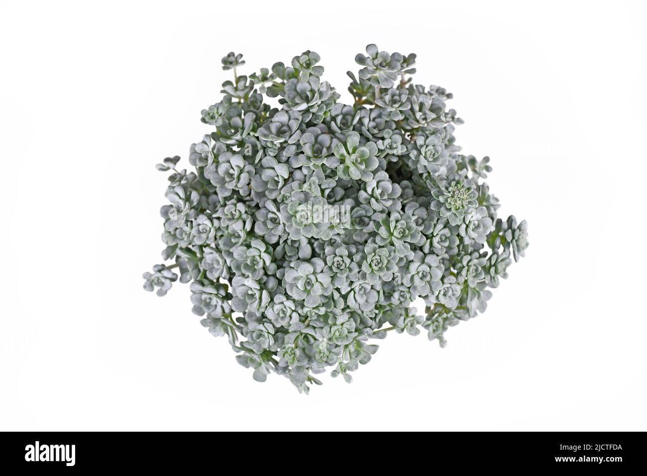 Draufsicht auf Steinekropfpflanze „Sedum spathulifolium Cape Blanco“ auf weißem Hintergrund Stockfoto