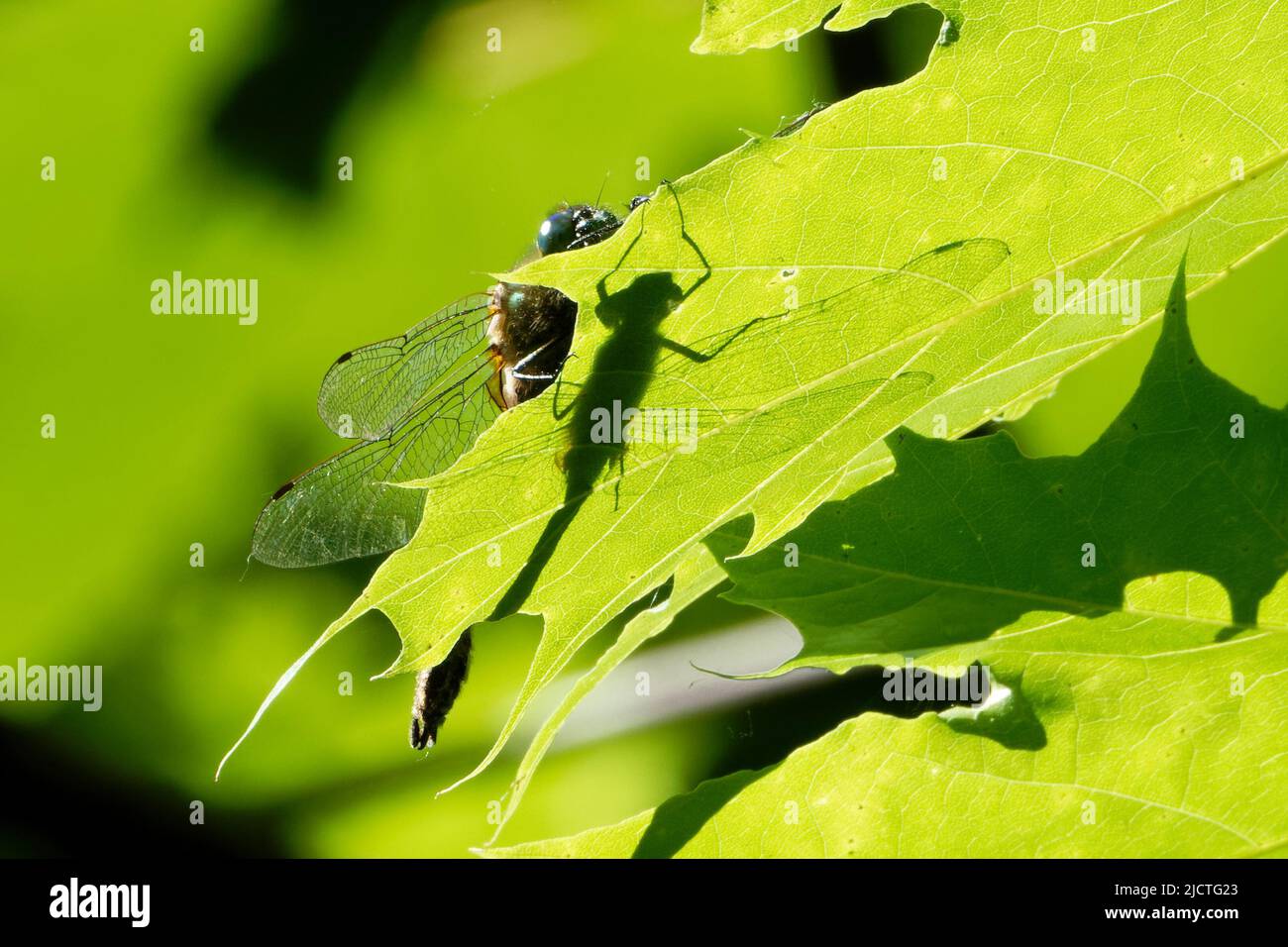 Die Libelle ist ein fliegendes Insekt der Ordnung Odonata. Stockfoto