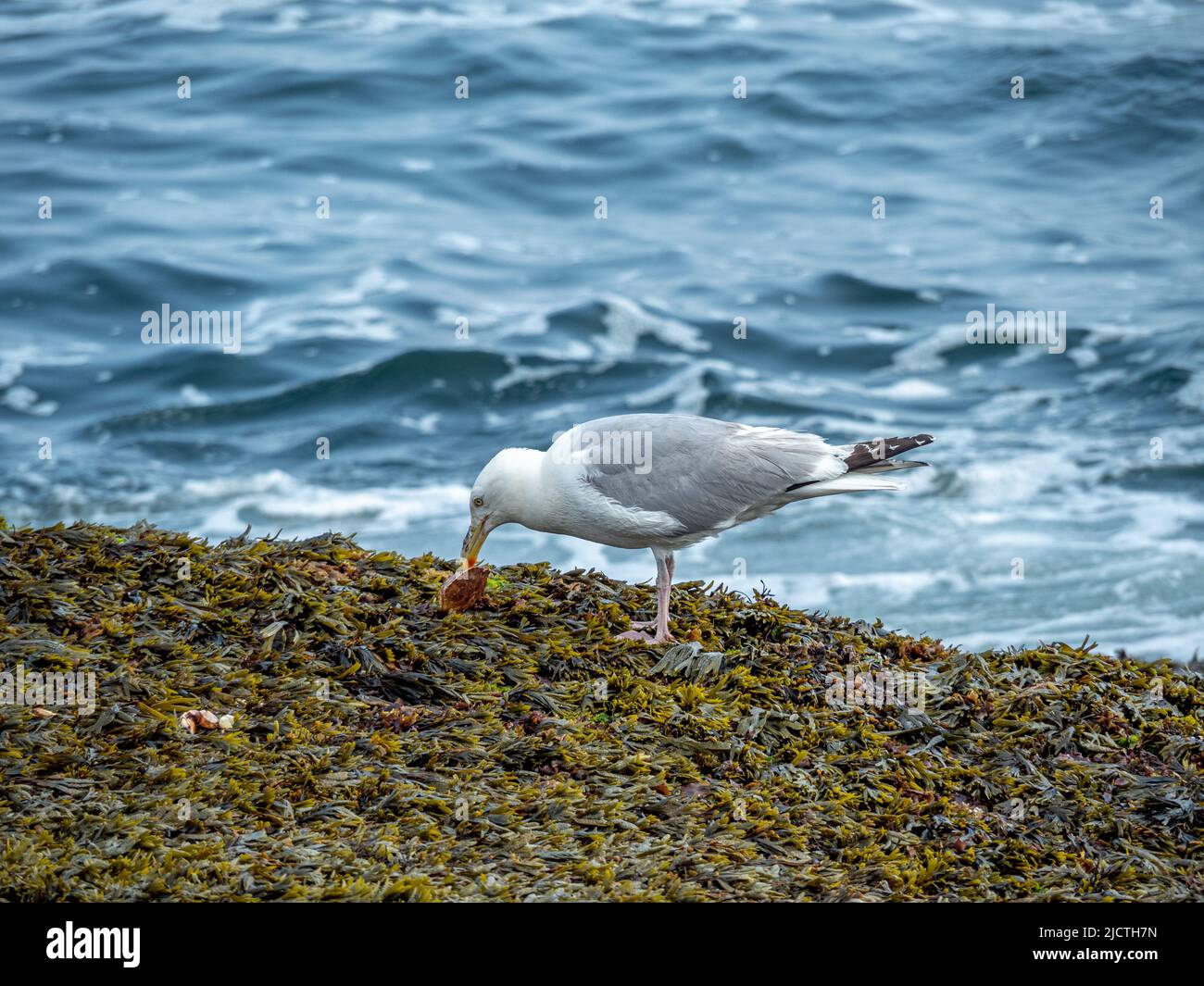 Heringmöwe fressende Krabben an der Küste von Maine mit dem Ozean im Hintergrund. Stockfoto