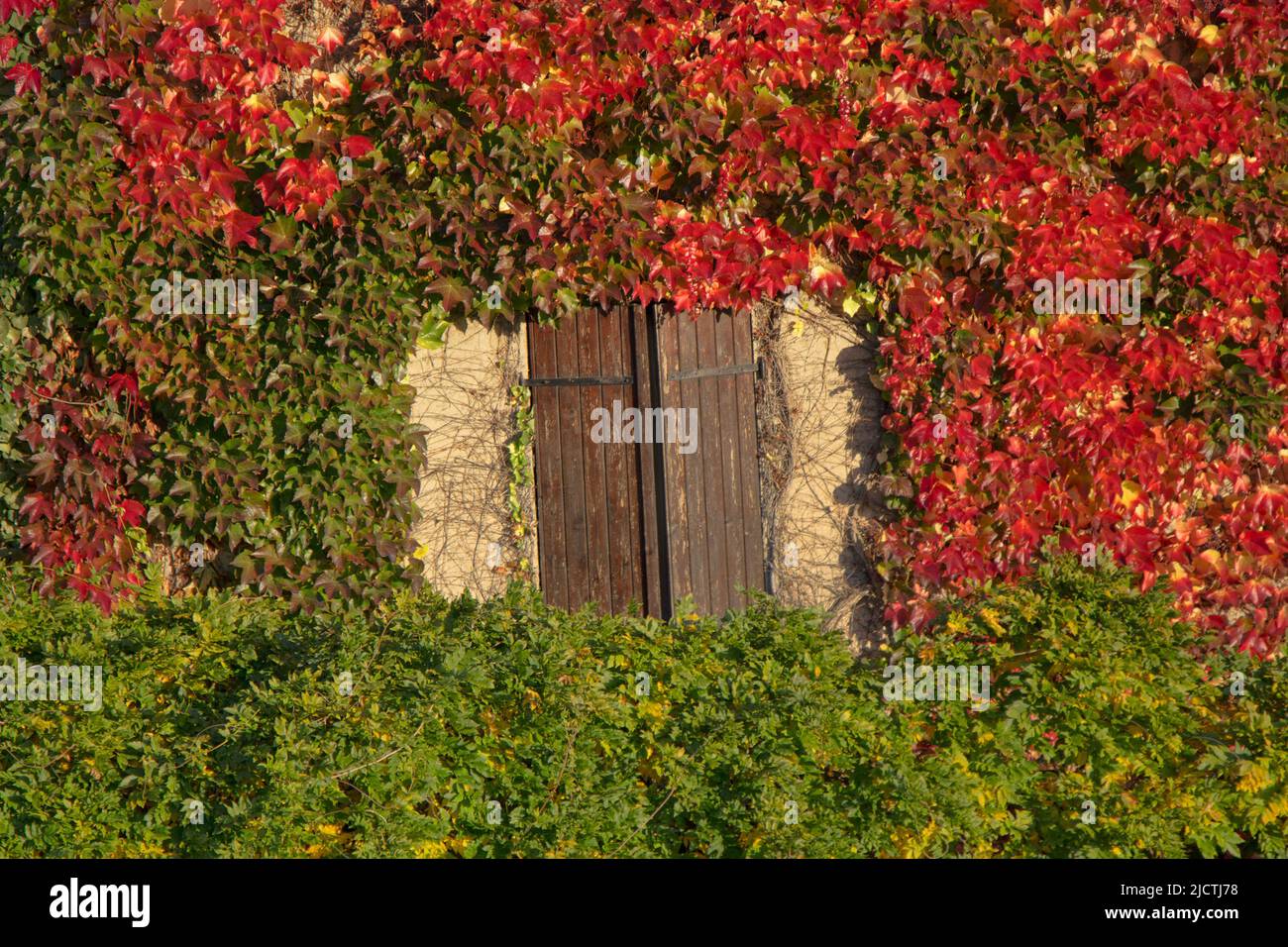 Das rustikale kleine gemütliche Häuschen ist mit herbstlichem rotem Efeu bedeckt, versperrte Fenster blicken durch das Herbstlaub Stockfoto