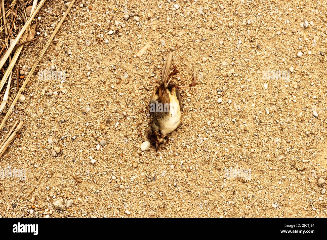 Kleiner Vogel starb, der von Ameisen gefressen wird. Saprophyten, die Leichen essern, reinigen die Umwelt von toten Tieren. Nordthailand Stockfoto