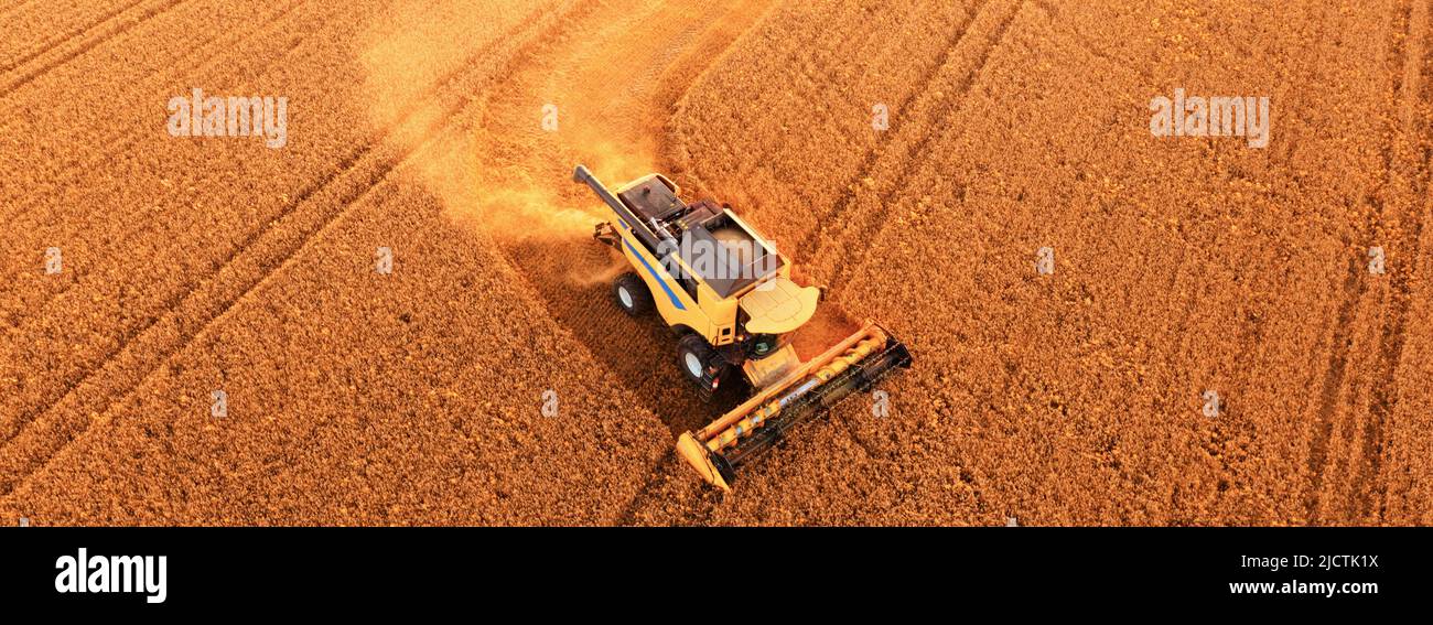 Der Mähdrescher erntet Weizen. Luftaufnahme. Wunderschöne Sommerlandschaft. Landwirtschaftliche Felder. Stockfoto