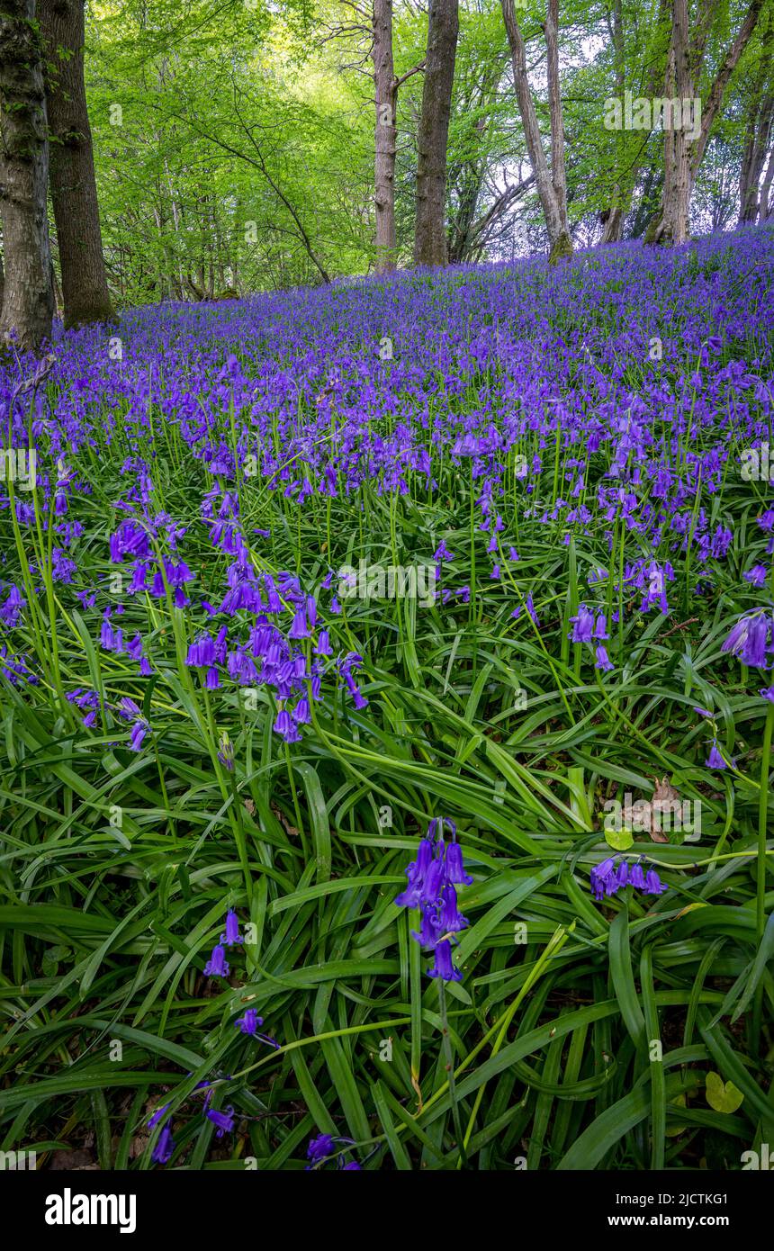 Teppich aus englischen Bluebells oder Hyacinthoides non-scripta im Frühjahr in Wäldern, East Sussex, England Stockfoto