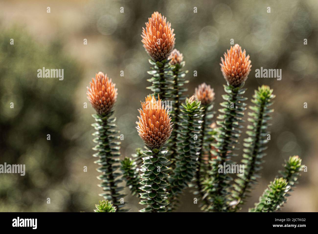 Chuquirahua (Chuquiraga jussieui) Blume der Anden, ist eine einheimische Art von Kolumbien, Ecuador und Peru. Es ist am Toreadora See Erholungsgebiet in gefunden Stockfoto