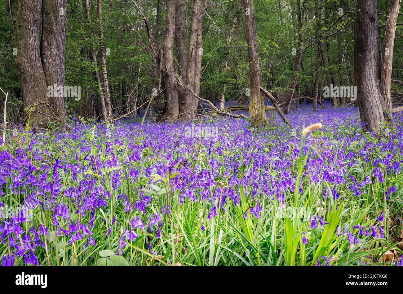 Teppich aus englischen Bluebells oder Hyacinthoides non-scripta im Frühjahr in Wäldern, East Sussex, England Stockfoto