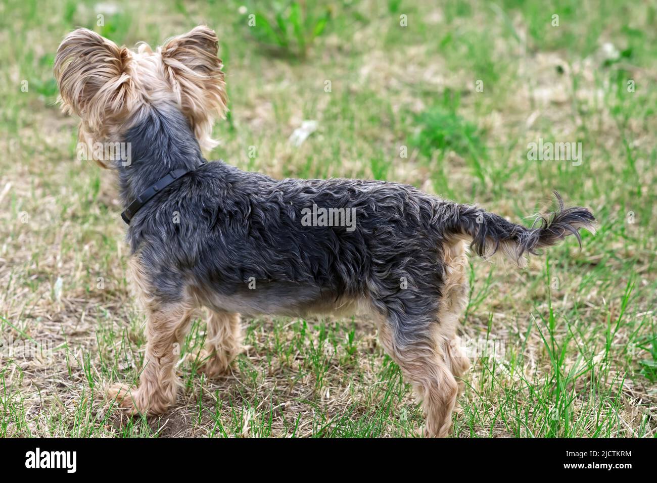 Ein Yorkshire Terrier steht mit dem Rücken zur Kamera im niedrigen Frühlingsgras neben den Blumen. Lustige kleine Yorkie Welpen in goldene Stunde Foto. Stockfoto