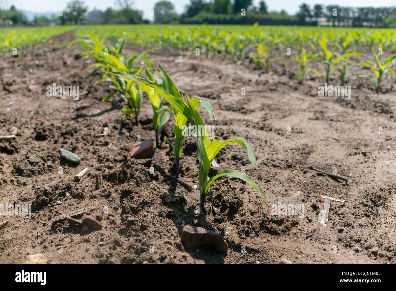 Mais: Die Sprossen kommen aus der Erde. Die Geburt von Pflanzen, die auf dem Feld für die Produktion von Getreide in einem Bereich, der Landwirtschaft gewidmet gesät.. Stockfoto