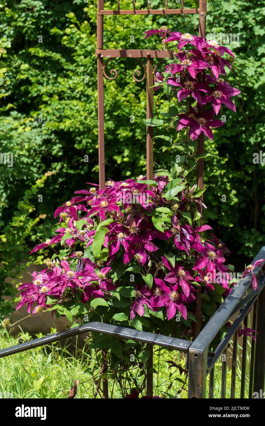 Violett farbene Clematis, Waldrebe Blüten wachsen an einem Holzboden Stockfoto