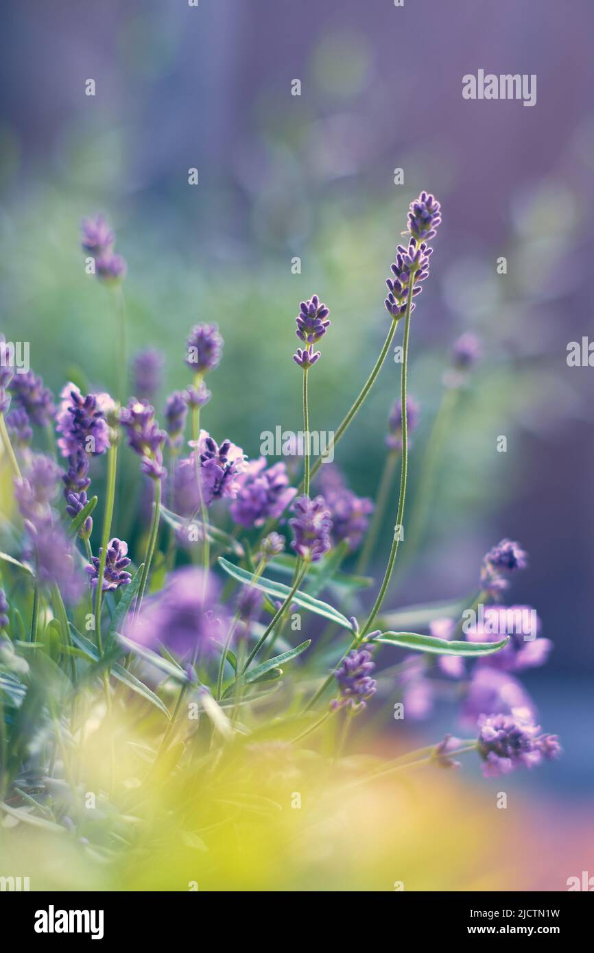 Lavendel blüht im Sonnenlicht. Hochwertige Fotos Stockfoto
