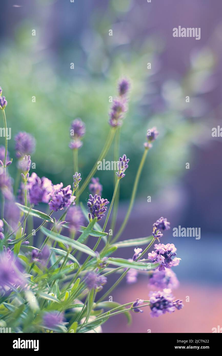 Lavendel blüht im Sonnenlicht. Hochwertige Fotos Stockfoto