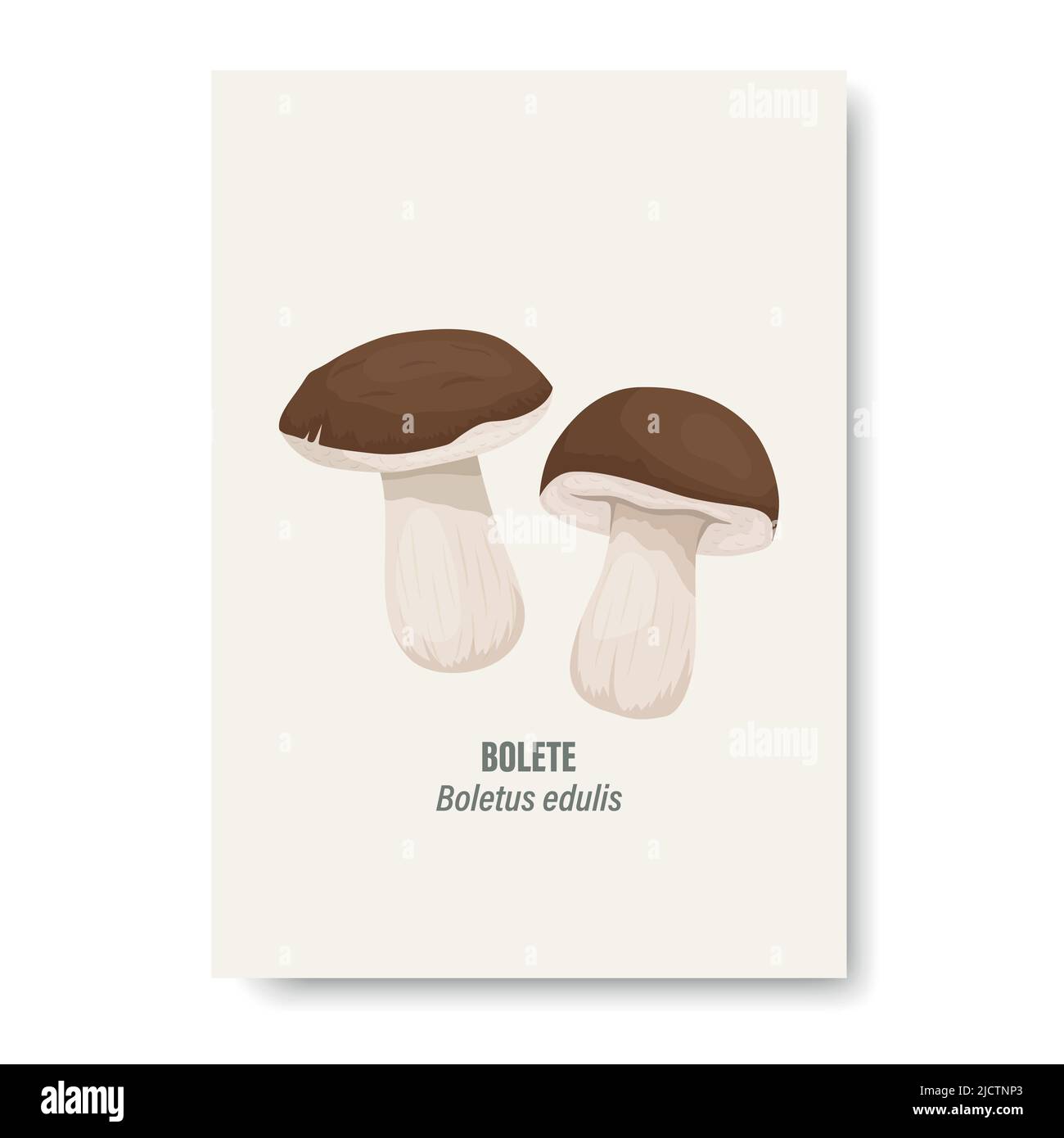 Vektor Bolete Pilz isoliert auf Weiß. Karte mit handgezeichneter Cartoon Bolete, Steinpilze. Designvorlage, Clipart. Boletus Edulis, Penny Bun Stock Vektor