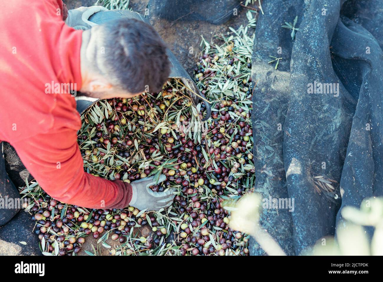 Arbeiter auf den Knien, der die geernteten Oliven in einen Korb legte Stockfoto