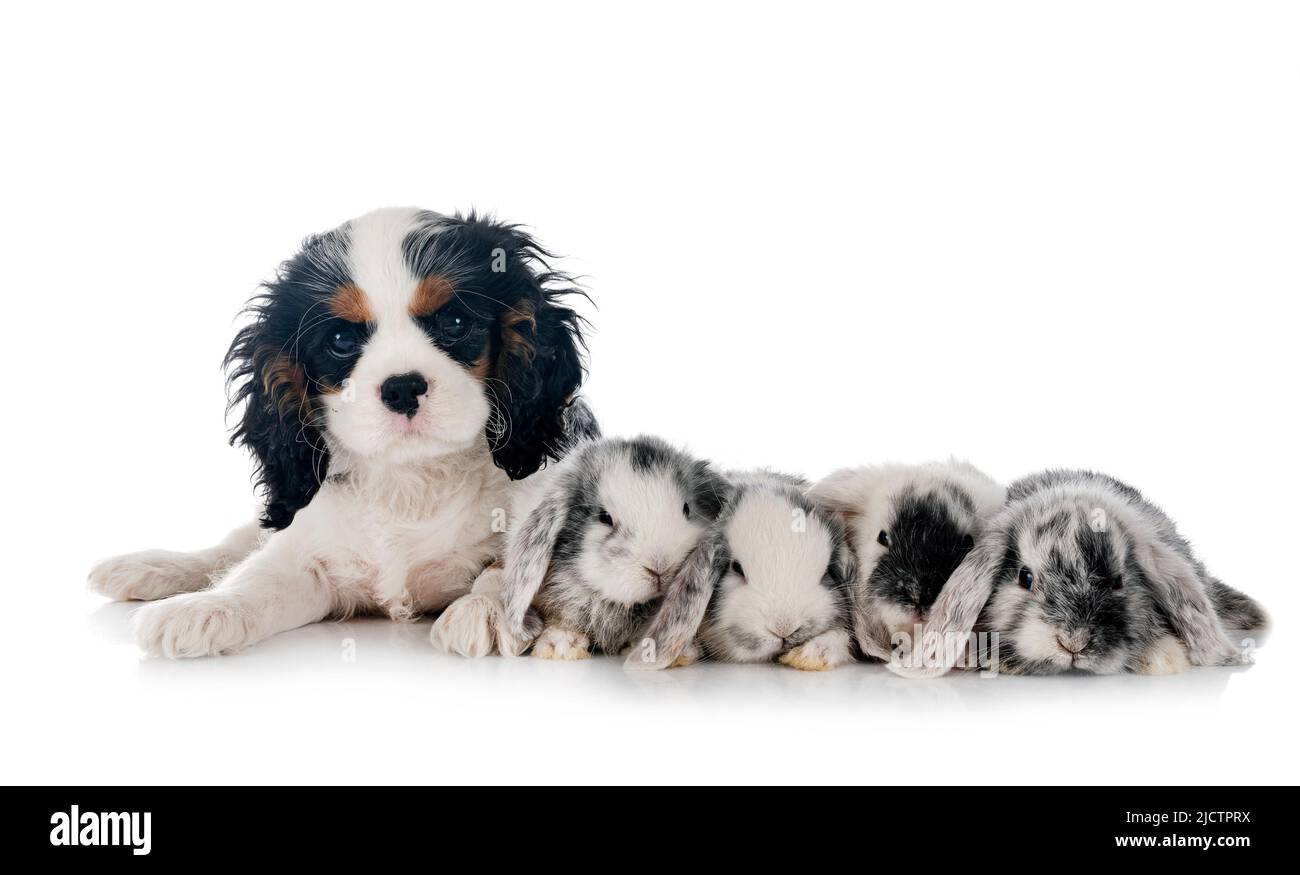 Mini-Lops und Hund vor weißem Hintergrund Stockfoto